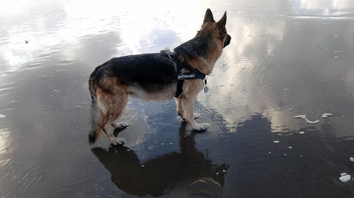 Golf Club «Gearhart Golf Links», reviews and photos, 1157 N Marion Ave, Gearhart, OR 97138, USA