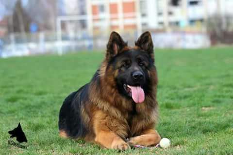 مركز تدريب كلاب الامن والحراسه