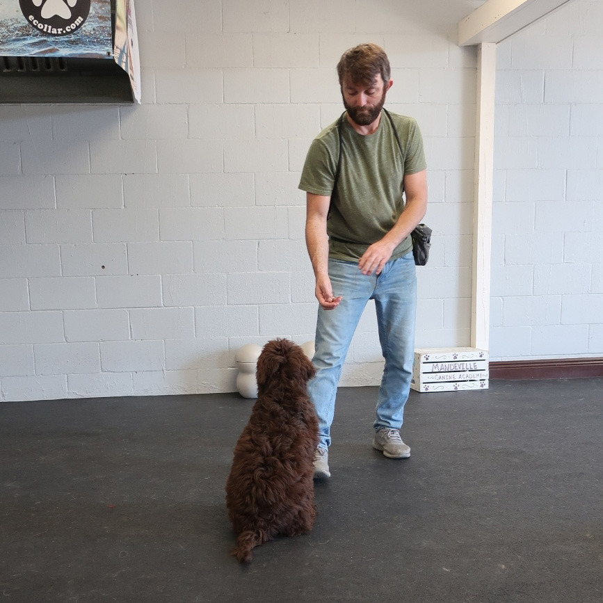 Canine Coaching With Chris