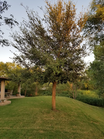 TreeNewal, Certified Arborist | Southlake, Texas