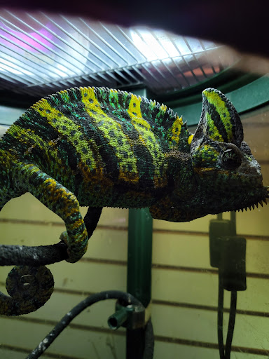 Pet Store «Movie Vault & PETropoliS live», reviews and photos, 1296 Anderson City Rd, Lawrenceburg, KY 40342, USA