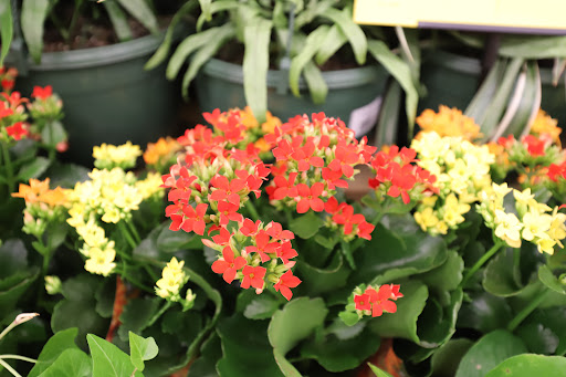 Grocery Store «Food Lion», reviews and photos, 1 New Clyde Hwy, Canton, NC 28716, USA