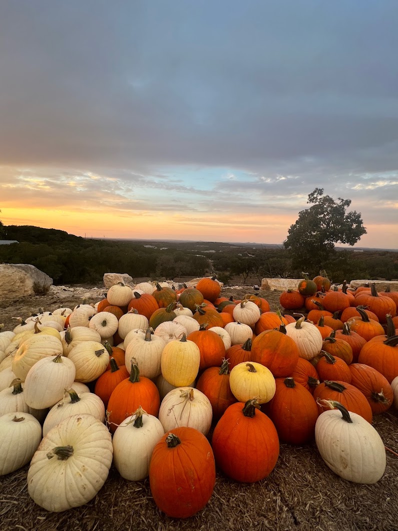 Bird Haus Farms Pumpkin Patch