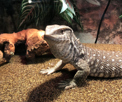 Aquarium «Team ECCO Ocean Center & Aquarium», reviews and photos, 511 N Main St, Hendersonville, NC 28792, USA