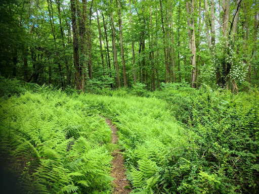 State Park «Goosepond Mountain State Park», reviews and photos, 1198 New York 17M, Chester, NY 10918, USA