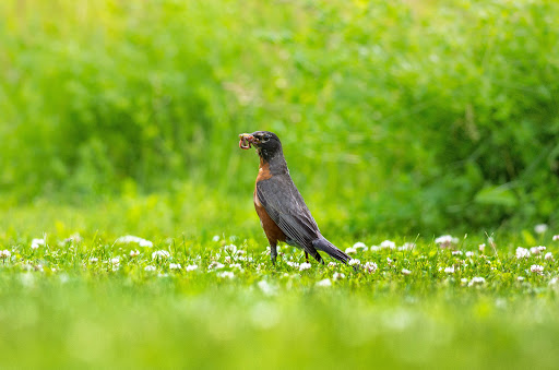 Park «Ipswich River Park», reviews and photos, 15 Central St, North Reading, MA 01864, USA