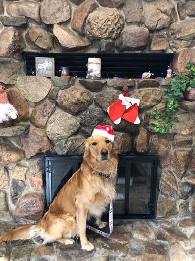 Kennedy Animal Clinic image