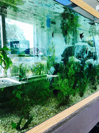 Tropical Fish Store «J B Tropical Fish», reviews and photos, 1950 N Black Horse Pike, Williamstown, NJ 08094, USA