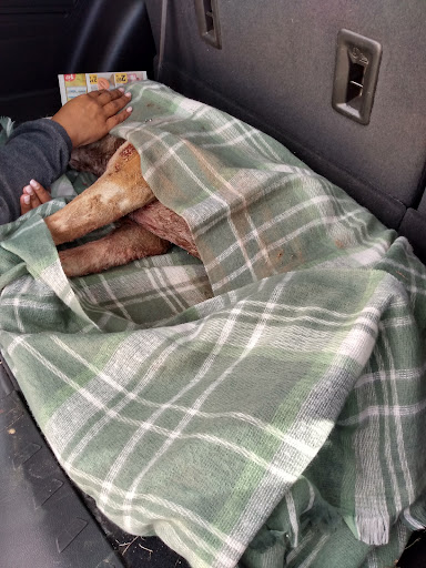 Gila River Indian Community Animal Control