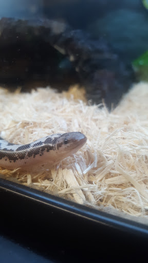 Pet Supply Store «Petco Animal Supplies», reviews and photos, 35860 Chester Rd, Avon, OH 44011, USA