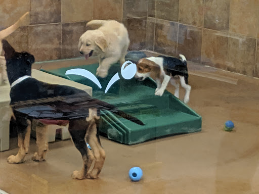 Pet Supply Store «PetSmart», reviews and photos, 11200 Prairie Lakes Dr, Eden Prairie, MN 55344, USA