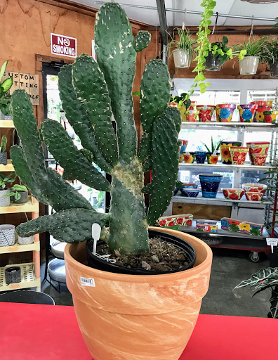 Florist «Sunshine Flowers», reviews and photos, 4509 Rainbow Blvd, Kansas City, KS 66103, USA