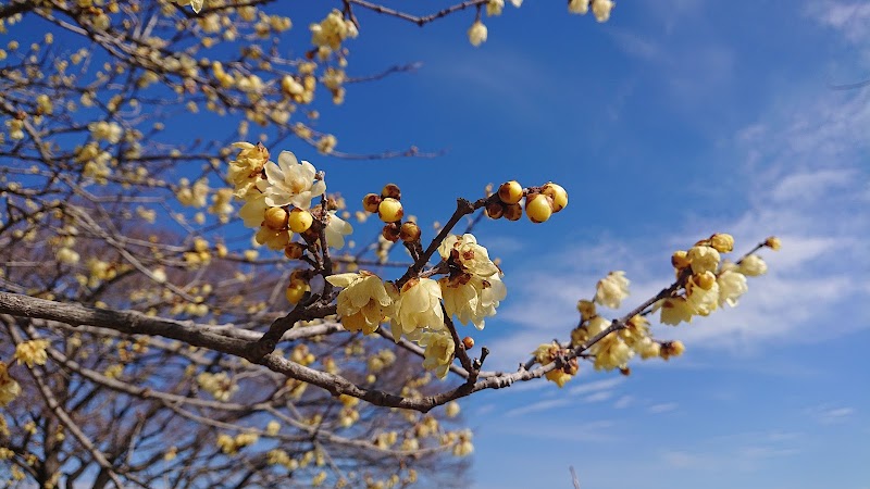 山上城跡公園