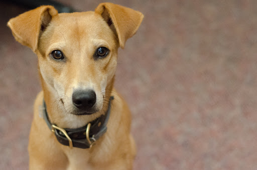 Gift Shop «Impressions of Saratoga», reviews and photos, 368 Broadway, Saratoga Springs, NY 12866, USA