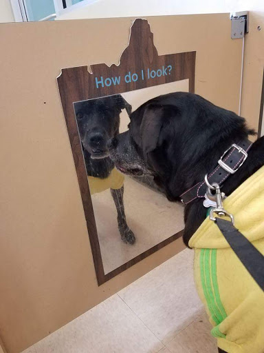 Pet Supply Store «Petco Animal Supplies», reviews and photos, 35860 Chester Rd, Avon, OH 44011, USA