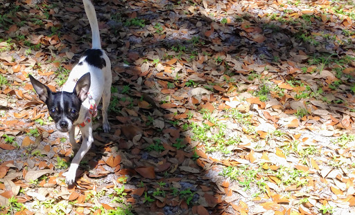 Dog Park «Arbor Dog Park», reviews and photos, 1405 N Grant St, Longwood, FL 32750, USA