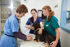 Langford Vets Small Animal Referral Hospital