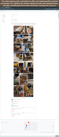 Whiskers and Snoots - Photo 3 - Car repair in Asheville, NC, Asheville