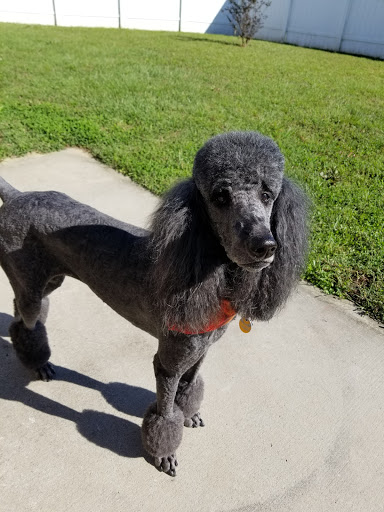 Pet Groomer «Petsense Conway», reviews and photos, 2803 Church St, Conway, SC 29526, USA