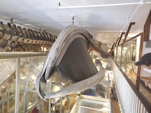 Museum «Peabody Museum of Archaeology and Ethnology», reviews and photos, 11 Divinity Ave, Cambridge, MA 02138, USA