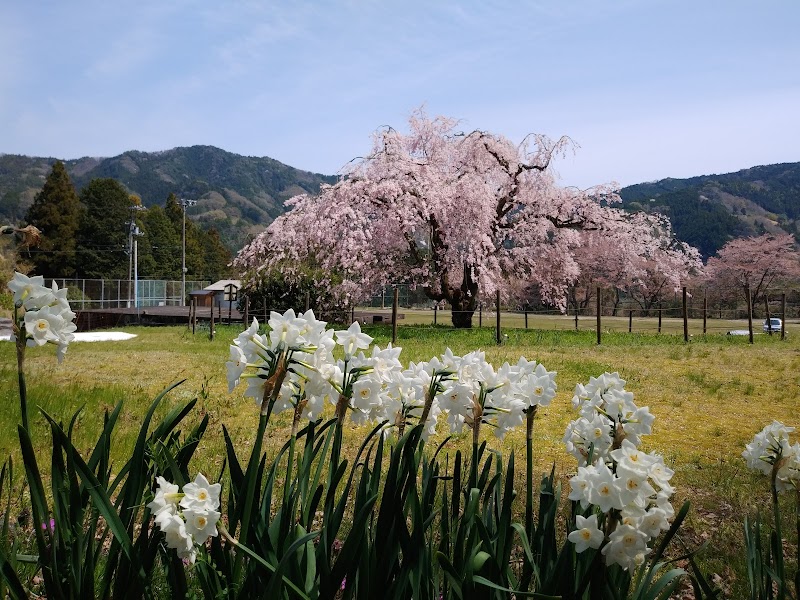 奈良野天満桜