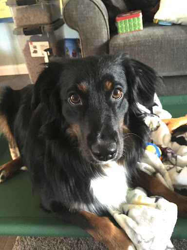 Camp Bow Wow image