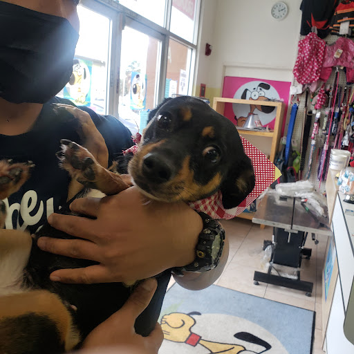 Pet Groomer «Pupazzo Dog Grooming Xprss & Pet Supplies», reviews and photos, 2080 E Pacific Coast Hwy, Long Beach, CA 90804, USA