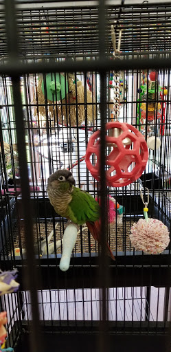 Bird Shop «Parrot & Bird Emporium Inc», reviews and photos, 360 N Westfield St, Feeding Hills, MA 01030, USA