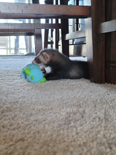 Pet Supply Store «Pet Supermarket», reviews and photos, 1040 Palm Coast Pkwy NW, Palm Coast, FL 32137, USA