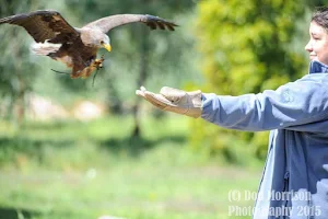 Eagle Encounters image