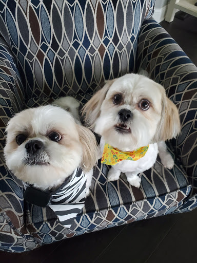 All About Dogs & Cats, 16345 MN-65, Ham Lake, MN 55304, USA, 