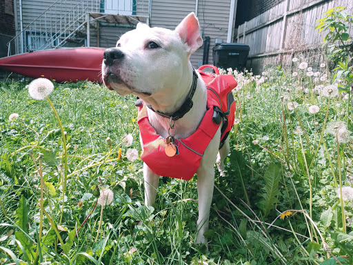 Pet Store «Oak Park Natural Pet & Fish», reviews and photos, 23 N Harlem Ave, Oak Park, IL 60302, USA