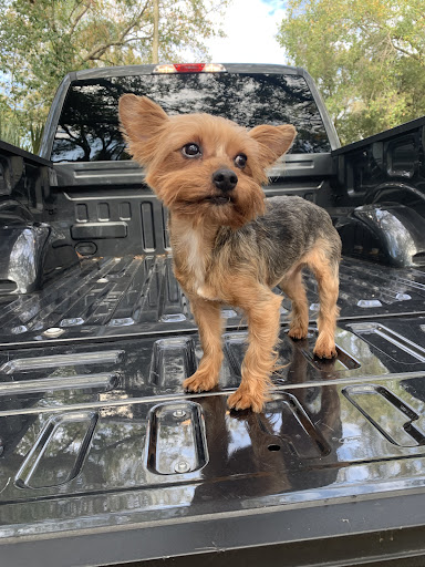 Pet Supply Store «PetSmart», reviews and photos, 1540 N Dale Mabry Hwy, Tampa, FL 33607, USA