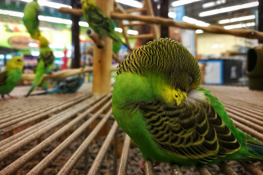 Pet Supply Store «Petco Animal Supplies», reviews and photos, 21348 Kuykendahl Rd, Spring, TX 77379, USA