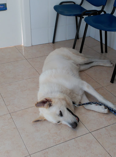 Veterinario Consultorio Burrianense en Borriana