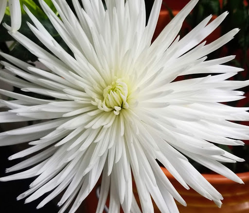 Florist «Fairview Flower Shop», reviews and photos, 1026 Sycamore Dr, Decatur, GA 30030, USA
