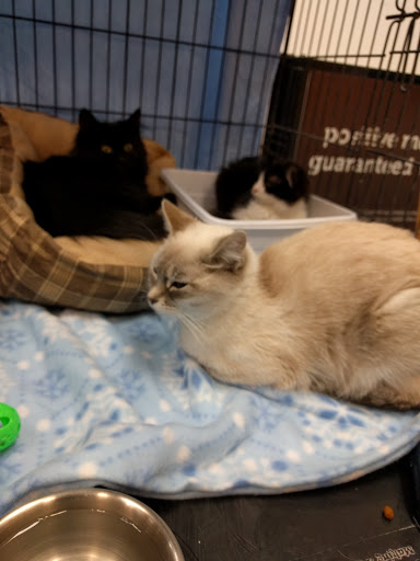 Pet Supply Store «Petco Animal Supplies», reviews and photos, 9078 SE Sunnyside Rd, Clackamas, OR 97015, USA