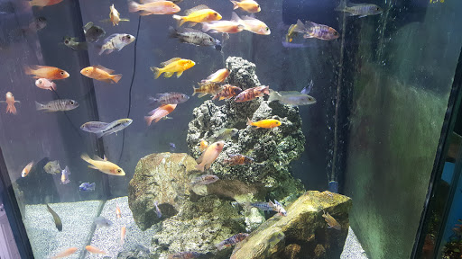 Tropical Fish Store «Scranton Aquarium», reviews and photos, 1819 Sanderson Ave, Scranton, PA 18509, USA