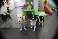 Kamp K9, Inc - Photo 8 - Car repair in Hooksett, NH, Manchester