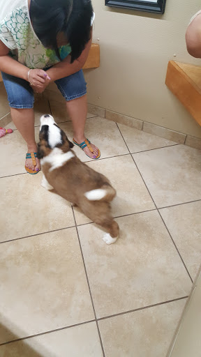 Pet Store «Happiness Is Pets - Downers Grove», reviews and photos, 1542 Ogden Ave, Downers Grove, IL 60515, USA