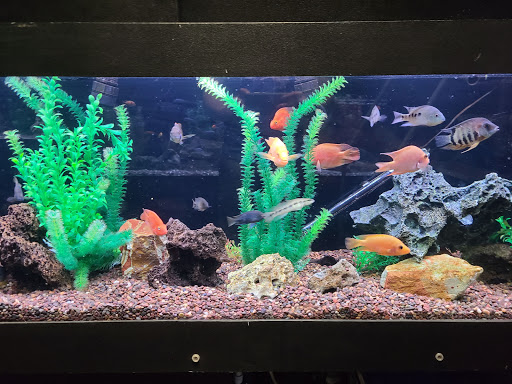 Tropical Fish Store «Aquarium Adventure», reviews and photos, 744 E Boughton Rd, Bolingbrook, IL 60440, USA