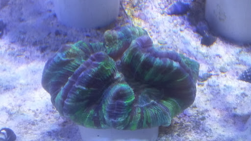 Tropical Fish Store «Saltwater Paradise», reviews and photos, 1313 W Airport Fwy, Irving, TX 75062, USA