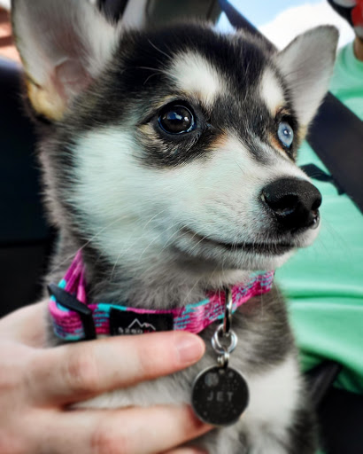 Tropical Fish Store «Aquatic Dog», reviews and photos, 7429 E Iliff Ave, Denver, CO 80231, USA