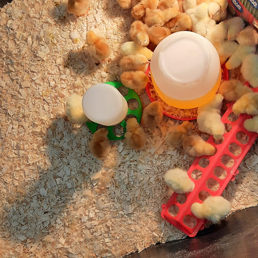 Pet Supply Store «Blue Seal Feeds Inc», reviews and photos, 876 Stillwater Ave # 1, Bangor, ME 04401, USA