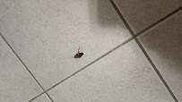 Massey Services Pest Control - Photo 4 - Car repair in Ocala, FL, Ocala