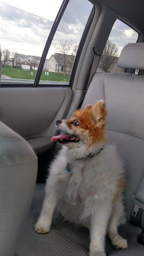 Pet Supply Store «Petco Animal Supplies», reviews and photos, 990 Brook Forest Ave, Shorewood, IL 60431, USA