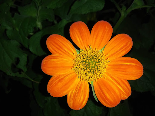 Golf Course «Babe Zaharias Golf Course», reviews and photos, 11412 Forest Hills Dr, Tampa, FL 33612, USA