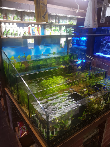 Aquarium Shop «Exotic Aquariums», reviews and photos, 7399 Bird Rd, Miami, FL 33155, USA