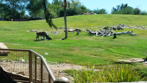 Zoo «Phoenix Zoo», reviews and photos, 455 N Galvin Pkwy, Phoenix, AZ 85008, USA