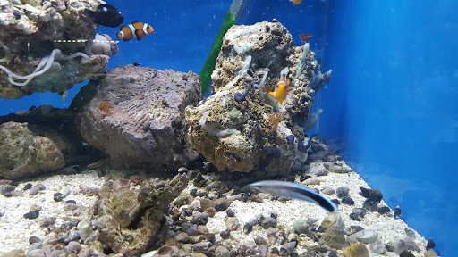 Pet Store «Fish Aquariums & Stuff», reviews and photos, 6112 W Fairview Ave, Boise, ID 83704, USA